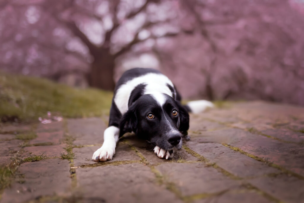 Hundefoto Kirschblüte
