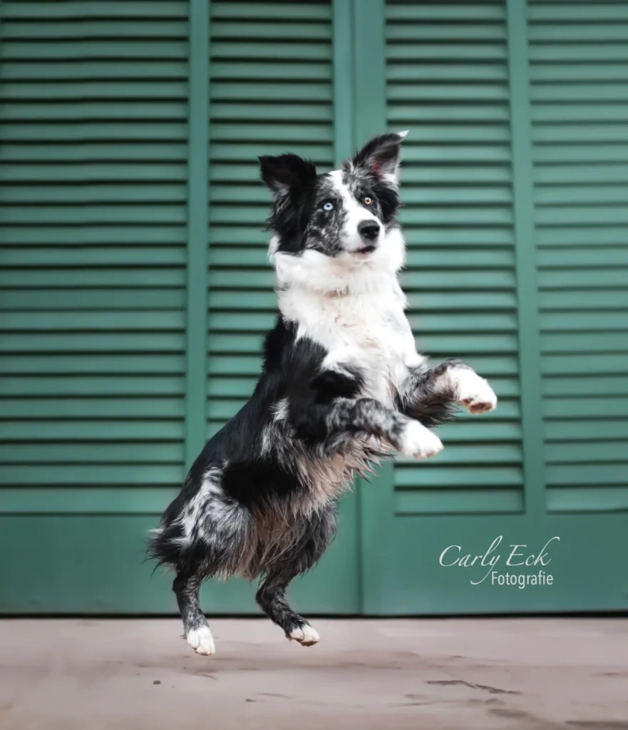Australian Shepherd Kassel