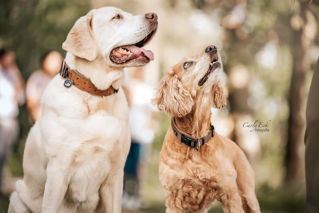 Familienhunde Fotografie Nordhessen