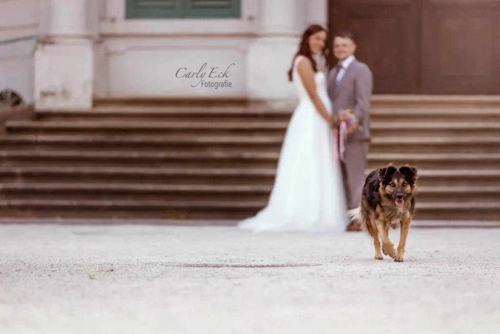 Hochzeit mit Hund Fotografie
