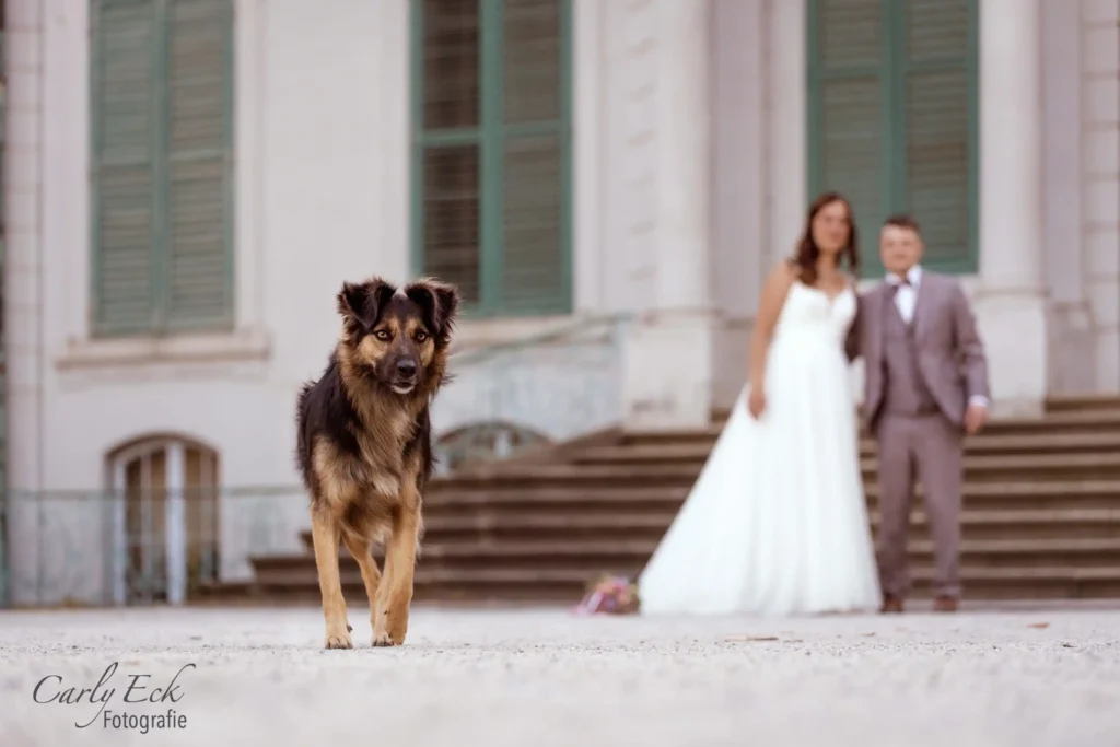 Hochzeitsbegleitung Fotografie Hund