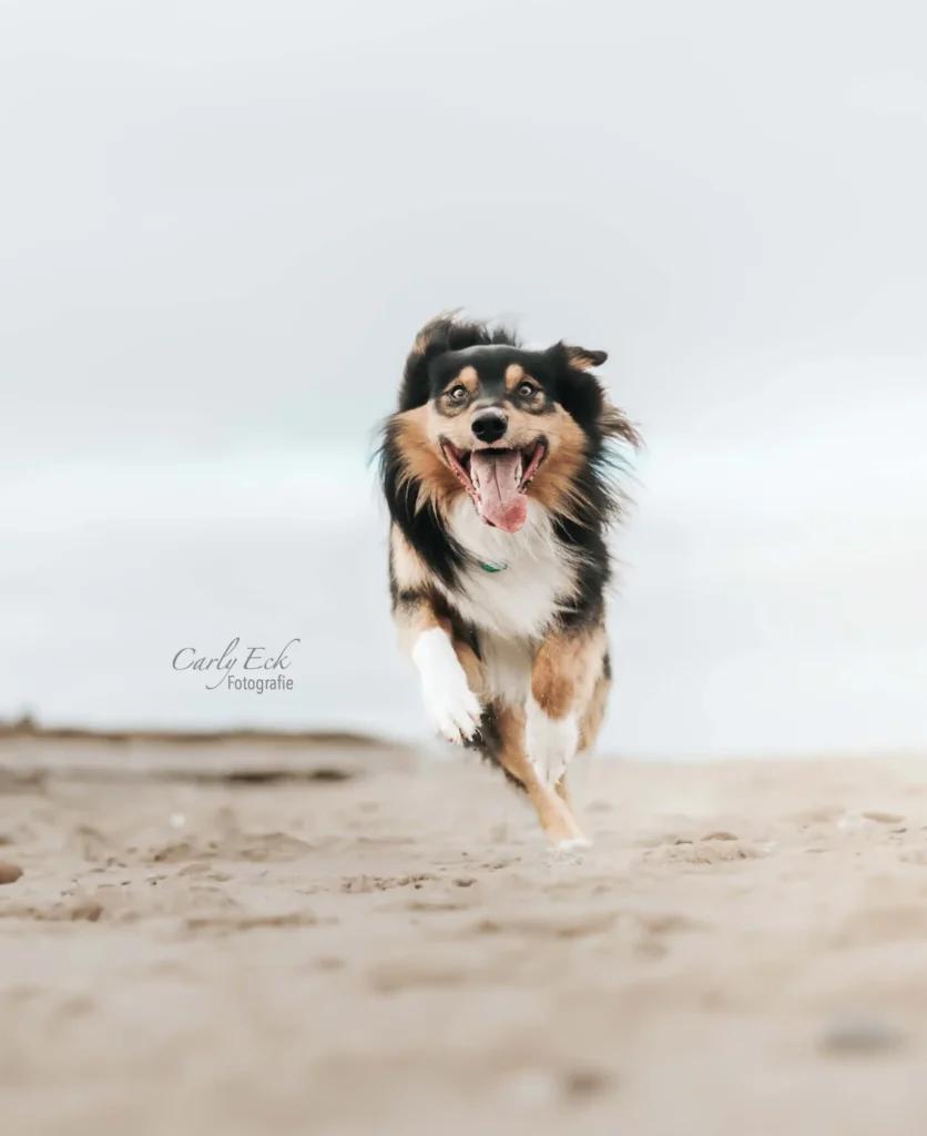 Hundefotografie in Kassel