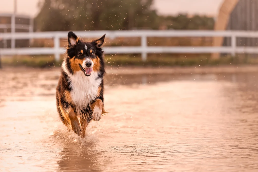 Hundefotografin in Nordhessen