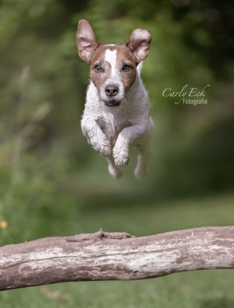 Hundefotografine Hessen-Kassel