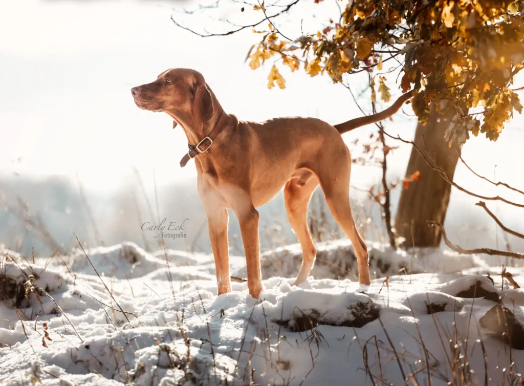 Hundefotos Kassel Nordhessen