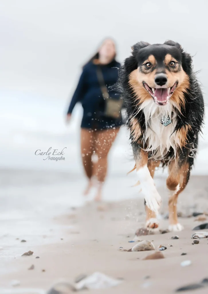 Hundefotos am Strand
