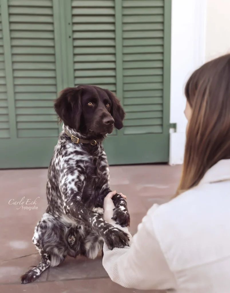 Kassel Hundefotografie