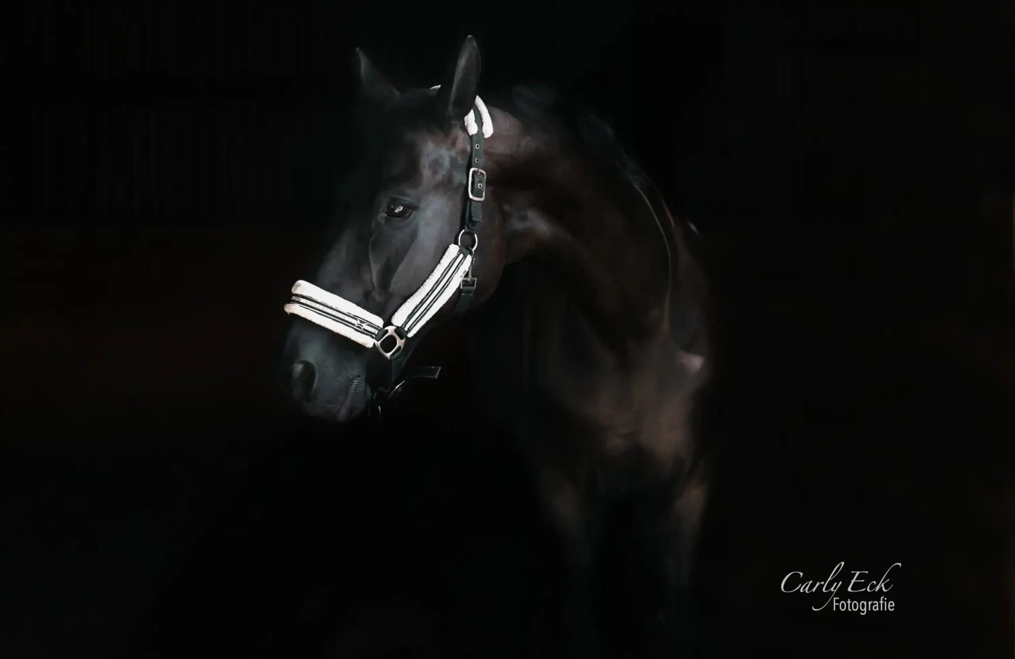 Equinfotografie Hessen