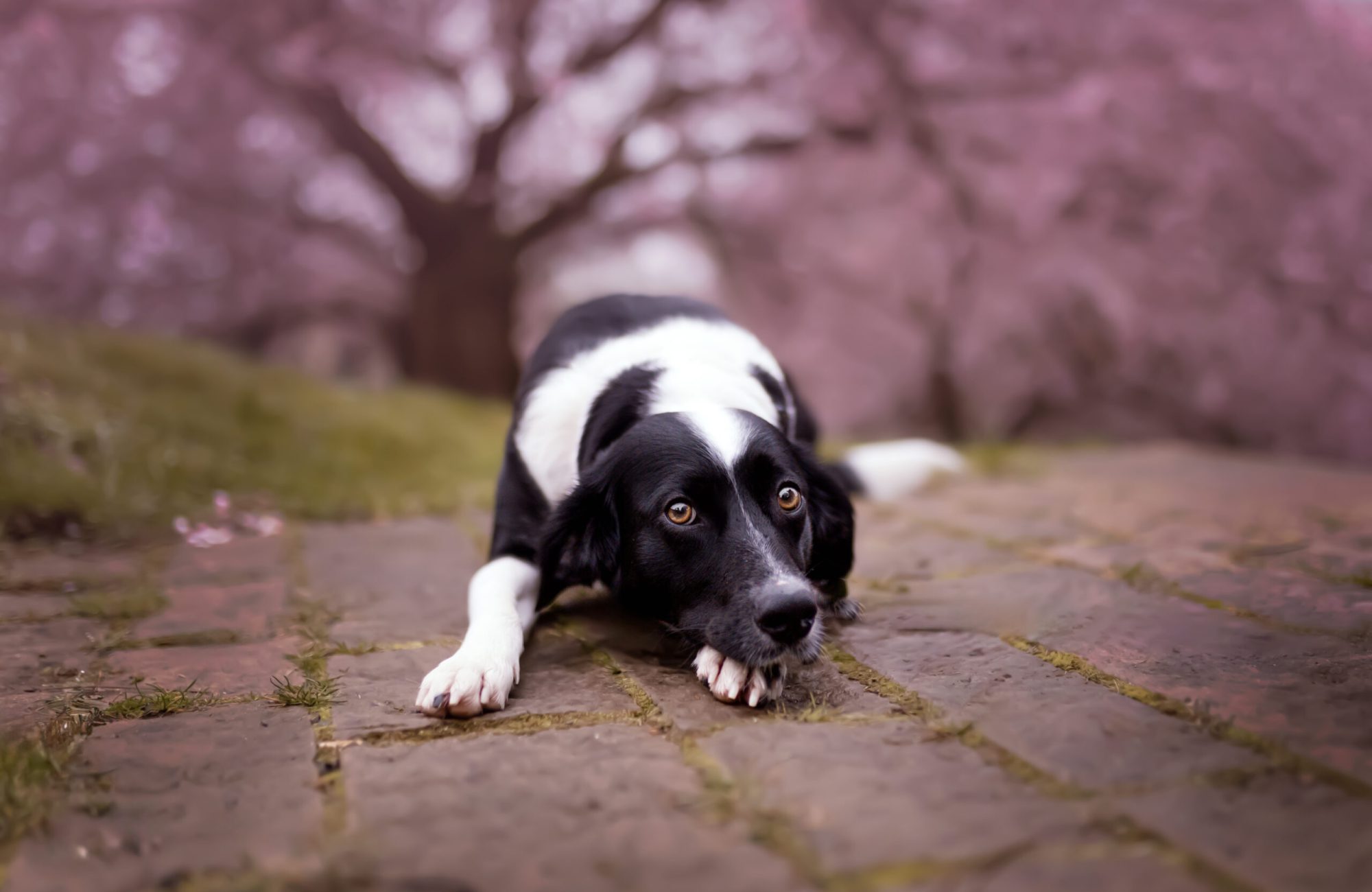 Hundefoto Kirschblüte