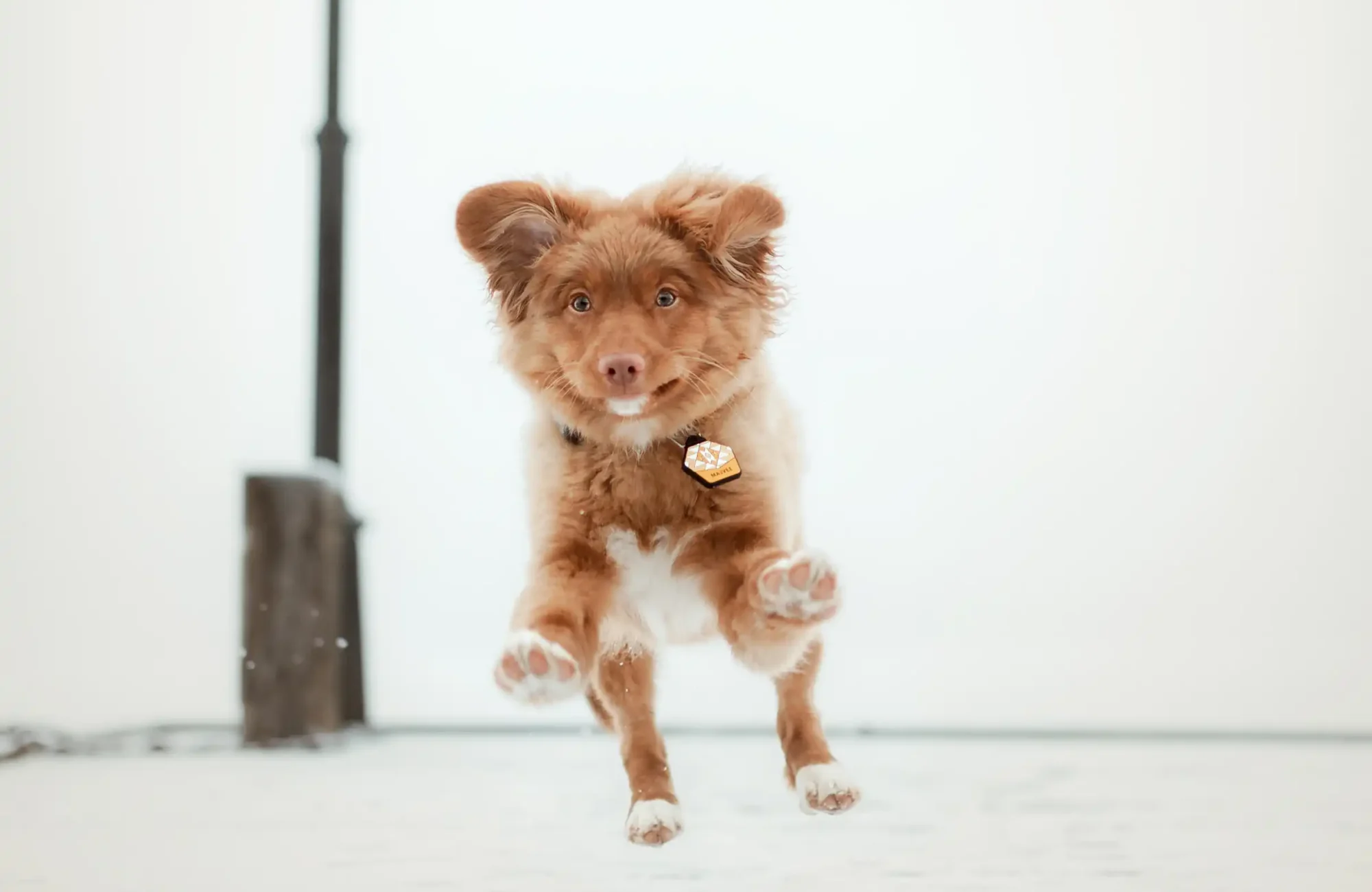 Welpe Fotografin Nordhessen